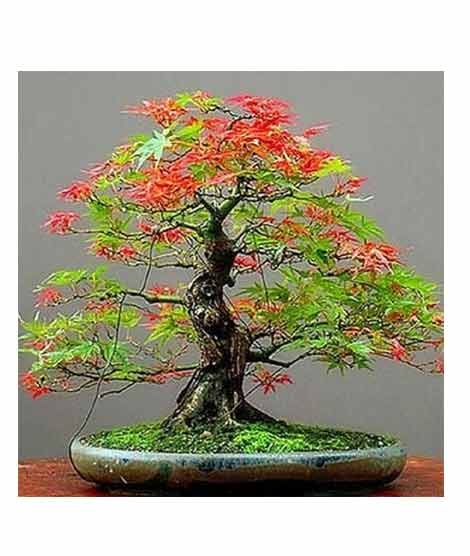 iShopping - HusMah Japanese Red & Green Maple Bonsai Tree Seeds