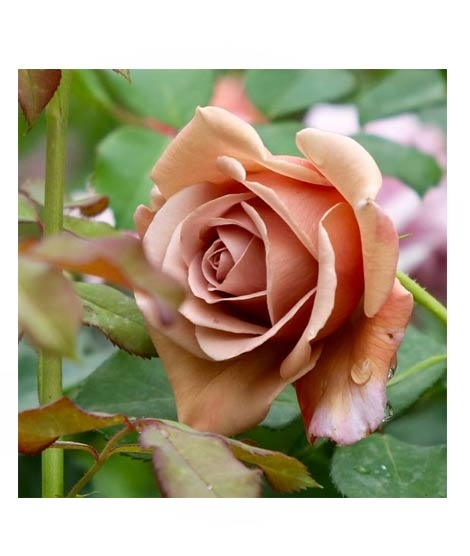 iShopping - HusMah Koko Loko Rose Flower Seeds