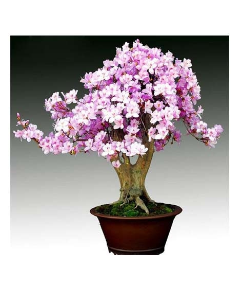 iShopping - HusMah Rare Bonsai Light Purple Azalea Seeds