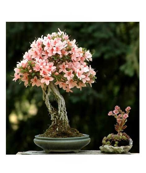 iShopping - HusMah Rare Bonsai Pink Color Azalea Seeds