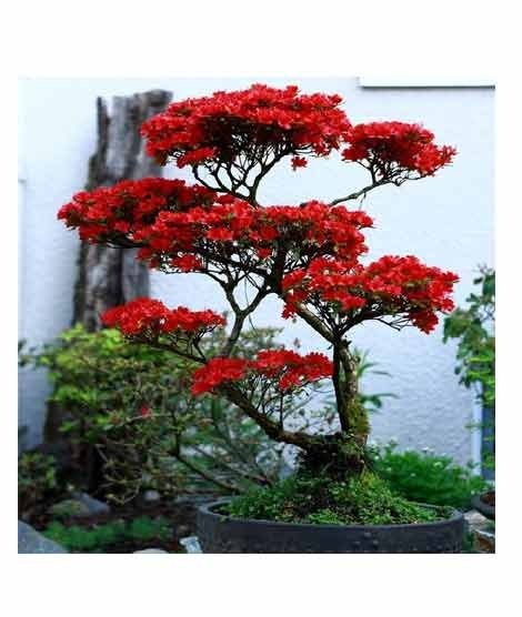 iShopping - HusMah Rare Bonsai Red Azalea Seeds