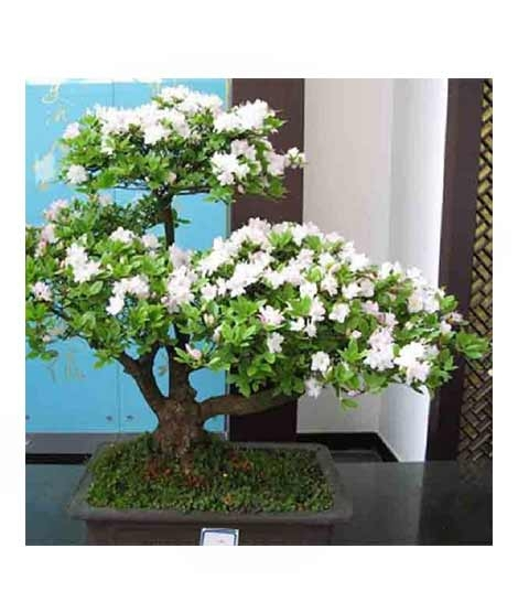 iShopping - HusMah Rare White Azalea Seeds