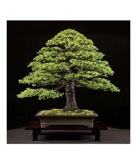 iShopping - HusMah Japnaese White Spruce Pine Seeds