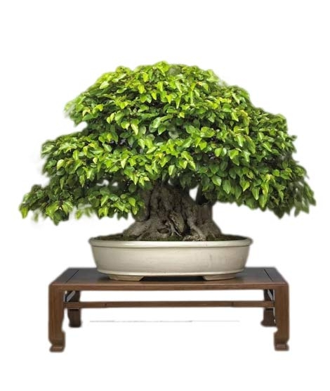 iShopping - HusMah Mini Bonsai Korean Bornbeam Seeds