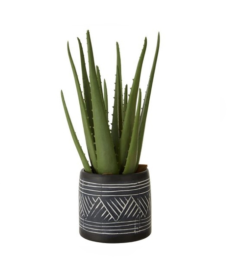 iShopping - Premier Home Fiori Aloe Vera Succulent Pot (2907055)