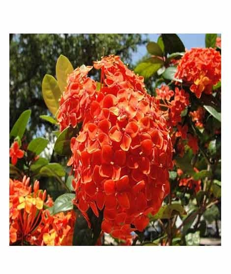 iShopping - HusMah Rare Hydrangea Seeds Orange