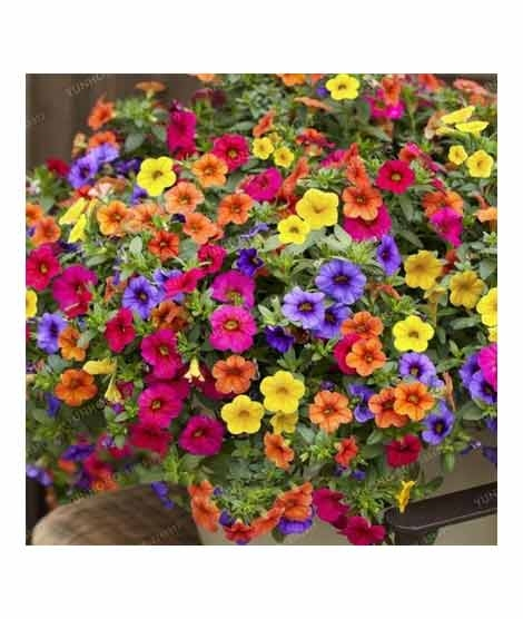 iShopping - HusMah Rare Petunia Seeds Mix Color