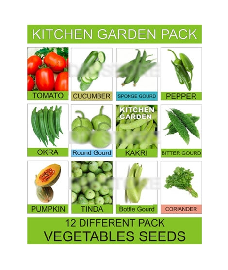 iShopping - DIY Store Vegetables Gardening Seeds Pack of 12