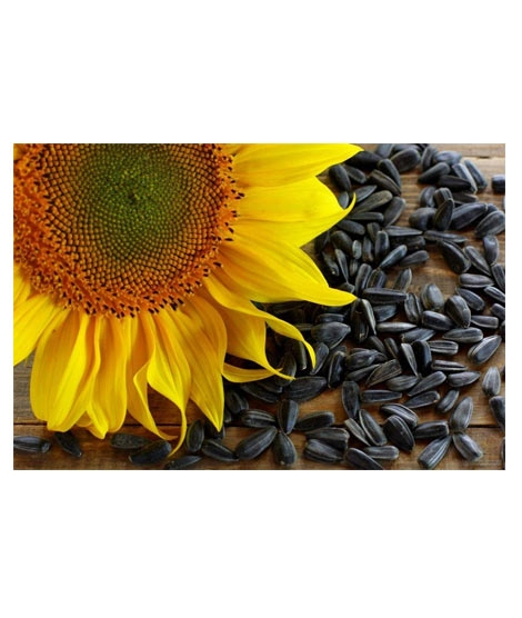 iShopping - DIY Store Sunflower Giant Summer Flower Seeds