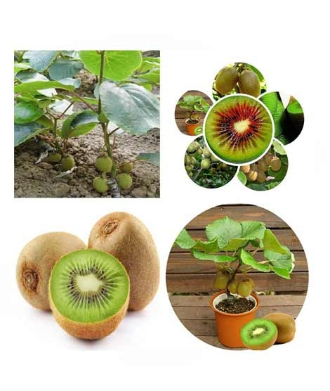 iShopping - HusMah Thailand Mini Kiwi Fruit Seeds