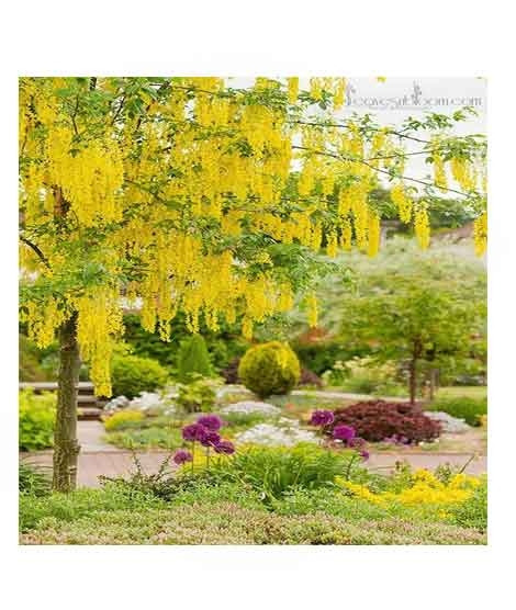 iShopping - HusMah Unique Bonsai Yellow Wisteria Tree Seeds