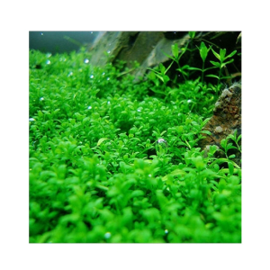 Husmah Live Aquarium Fish Tank Big Leif Plants Seeds-50 Seeds