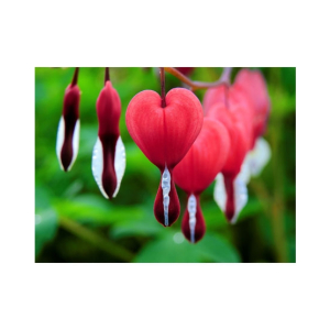 HusMah Bleeding Heart Flower Seeds Orange