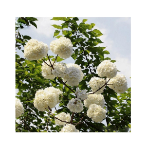 HusMah Rare Hydrangea Seeds- White