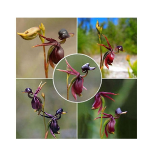 HusMah Rare Orchid Flying Duck Seeds 