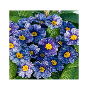 HusMah Rare Zebra Blue Primula Seeds