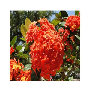 HusMah Rare Hydrangea Seeds- Orange