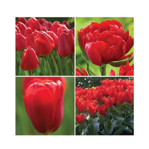 HusMah Tulip Red Highgrade Courtyard