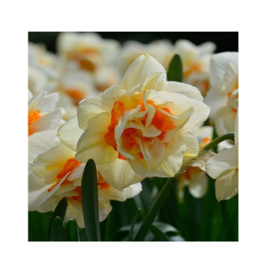 HusMah Beautiful Narcissus Flower Balcony Plant Seeds-White Orange