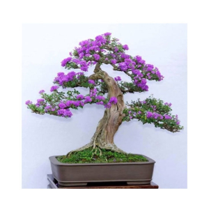 HusMah Bonsai Seeds Japanese Lilac Seeds (Extremely Fragrant)