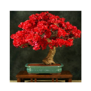 HusMah Unique Red Bougainvillea Spectabilis Seeds