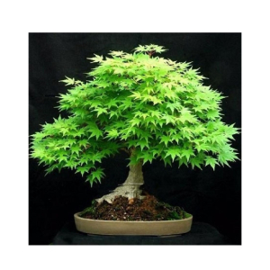 HusMah Rare Bonsai Green Maple Seeds