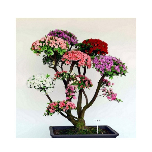 HusMah Rare Bonsai Multi-Color Azalea Imported Seeds