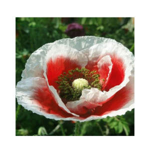 HusMah Beautiful Bonsai Poppy Paradise White Centrally Red Seeds