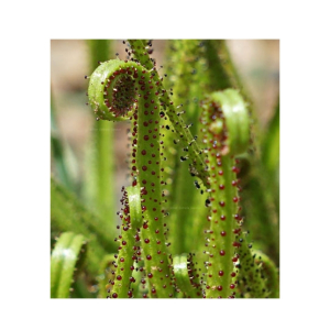 HusMah Aurora Drosophyllum Seeds