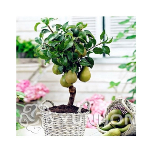 HusMah Bonsai Green Pear Seeds