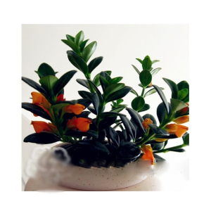 HusMah Bonsai Goldfish Chlorophytum Seed- Orange