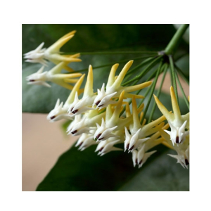 HusMah Mix Rocket Hoya Orchid Seeds