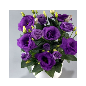 HusMah Bonsai Rare Eustoma Seeds- Purple
