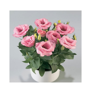 HusMah Bonsai Rare Eustoma Seeds- Pink