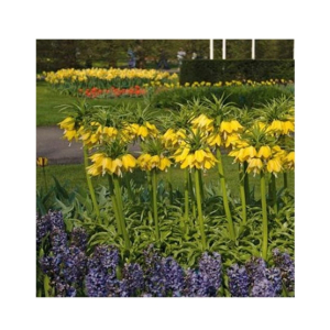 HusMah Bonsai Imperial Crown Seeds- Yellow