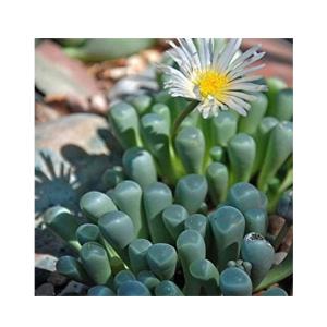 HusMah Fenestraria Aurantiaca Seeds White