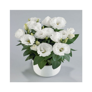 HusMah Bonsai Rare Eustoma Seeds- White