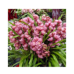 HusMah Unique Cymbidium Orchid Seeds