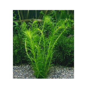 HusMah Live Aquarium Fish Tank Plant Seeds