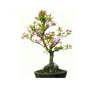 HusMah Malus Spectabilis Begonia Bonsai Tree