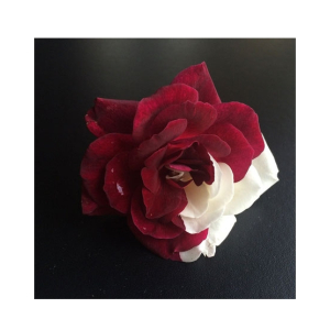 HusMah Maroon White Rose Seeds