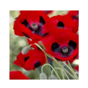 HusMah Beautiful Bonsai Corn Poppy Seeds