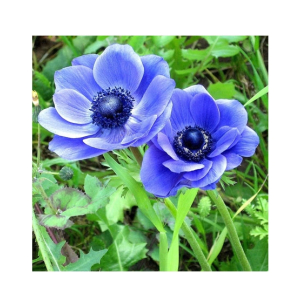 HusMah Beautiful Bonsai Poppy Seeds- Blue