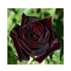 HusMah Rose Australian Black Baccara Velvet Seeds