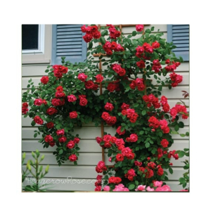 Husmah Blaze Climbing Red Rose Seeds