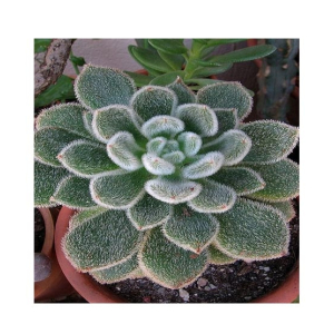 Husmah Echeveria Doris Taylor Succulent Seeds
