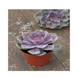 Husmah Echeveria Perle Von Numberg Succulent Seeds