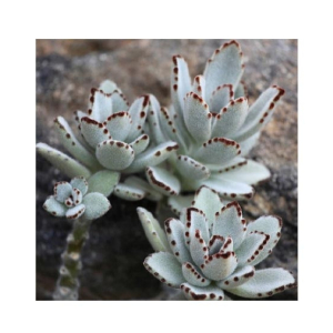 Husmah Kalanchoe Tomentosa Succulent Seeds