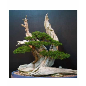 Husmah Japanese Bonsai Juniper Tree Seeds