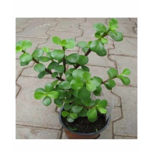 Husmah Portulacaria Afra Succulent Seeds